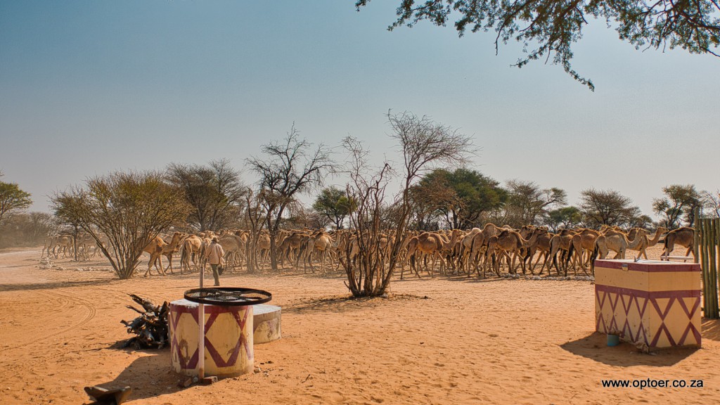 Tsabong Camel Park
