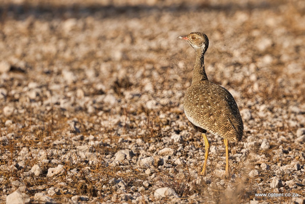 Northern Black Korhaan (F)