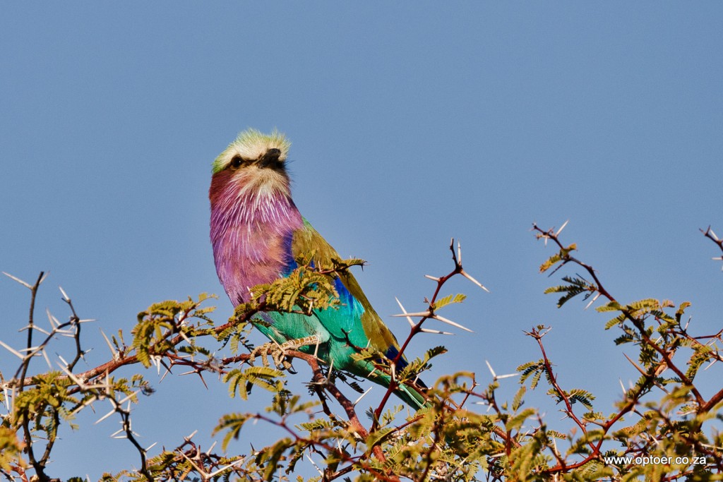 Lilac-Breasted Roller