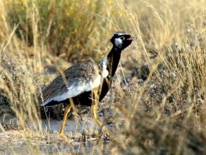 Northern Black Korhaan Male