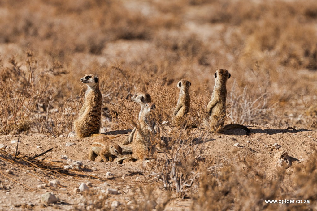 Meerkats Sunbathing