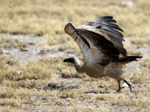 White-backed Vulture