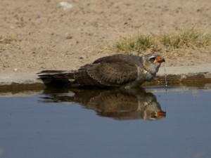Juvenile Pale Chanting Goshawk