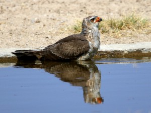Juvenile Pale Chanting Goshawk