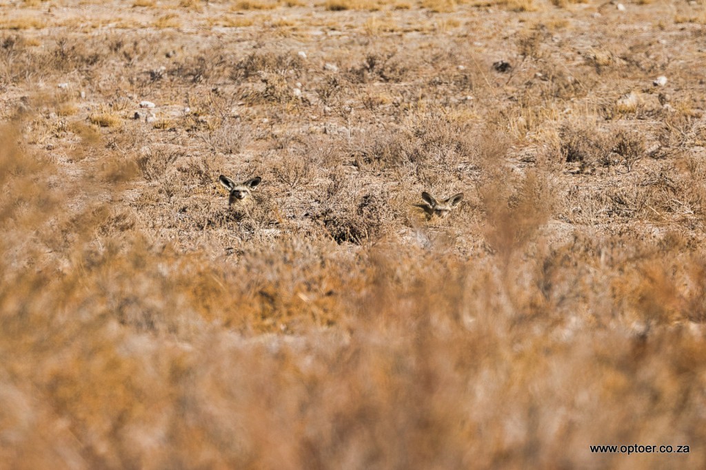 Bat-Eared Foxes