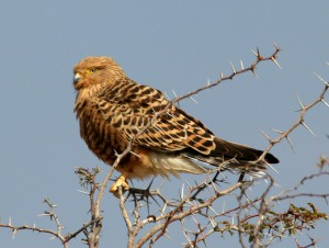 Greater Kestrel