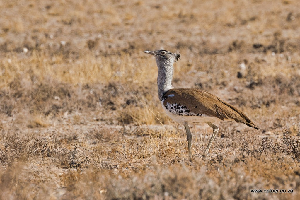 Kori Bustard