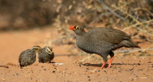 Red-billed Francolin