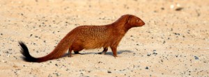 Slender mongoose