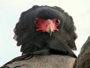 Bateleur