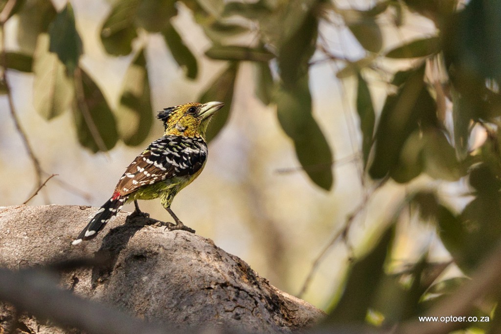 Crested Barbet