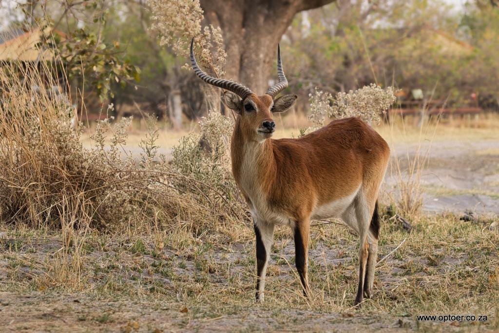 Red Lechwe