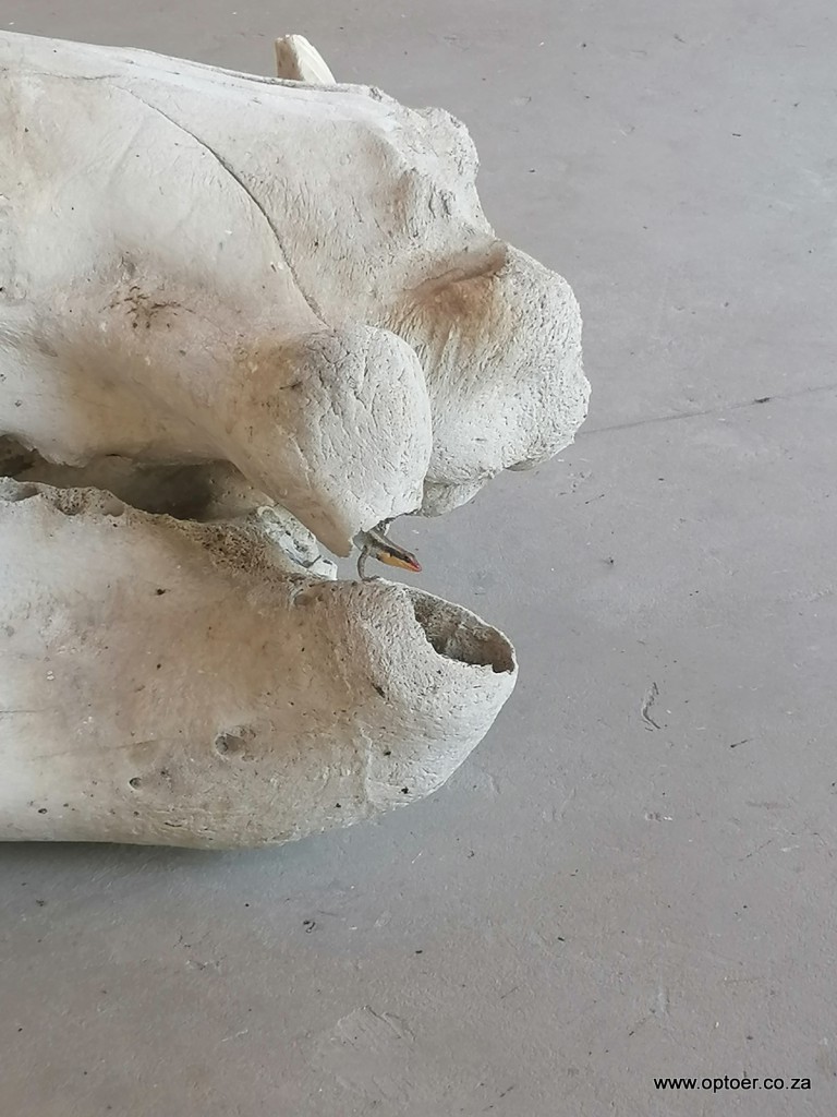 Lizard in Hippo Skull