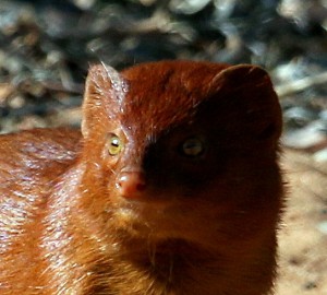 Slender mongoose