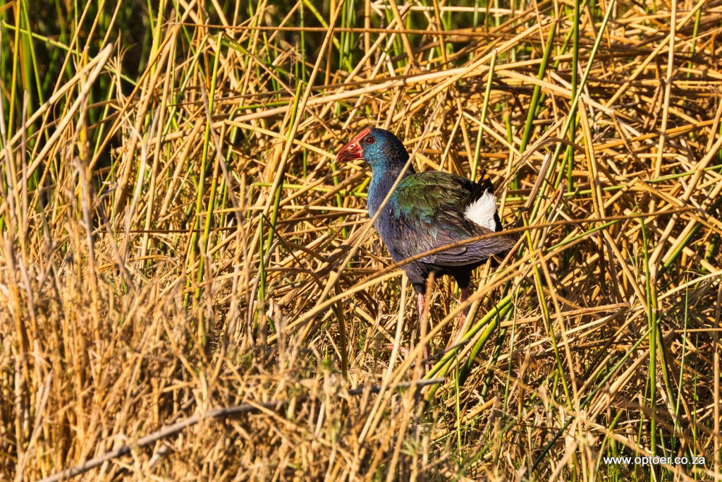 Purple Gallinule