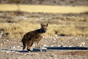 Brown Hyena