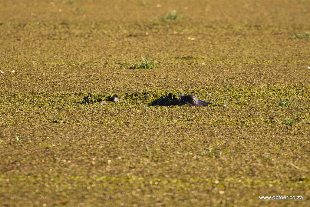 Peeping Hippos