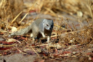 Yellow Mongoose
