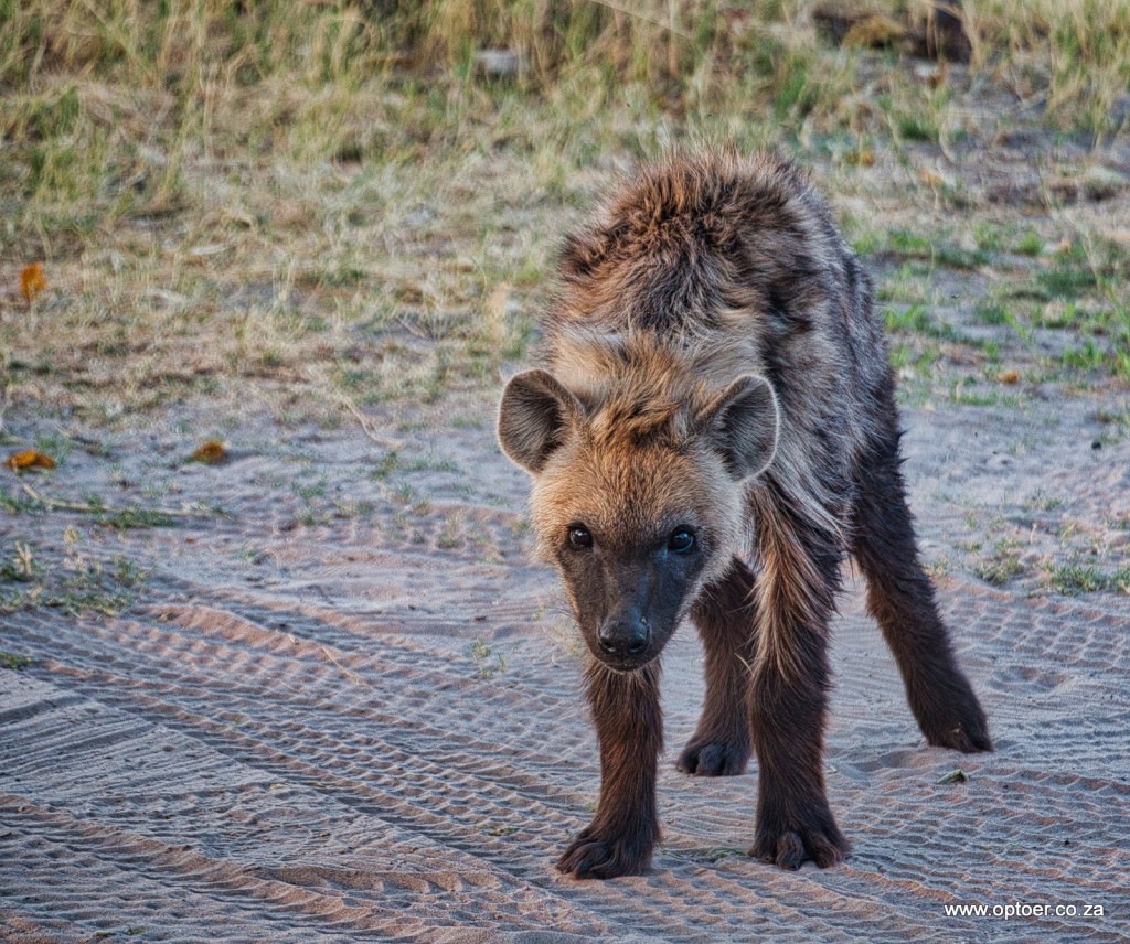 Fluffy, the young Spotted Hyena of Third Bridge
