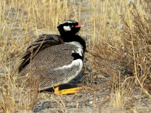 Northern Black Korhaan Male