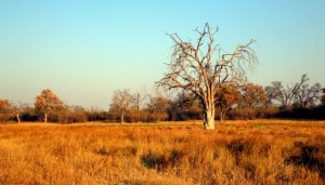 Late  evening at Khwai River