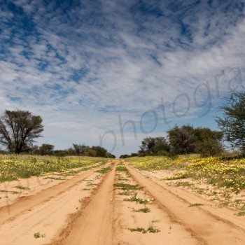 Sand Road to  Mabuasehube