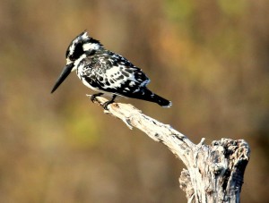 Pied Kingfisher