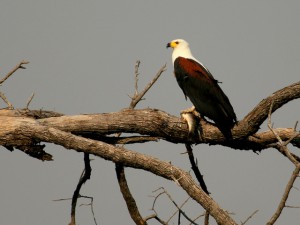 Fish Eagle