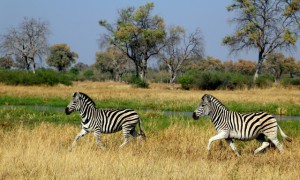 Running Zebra
