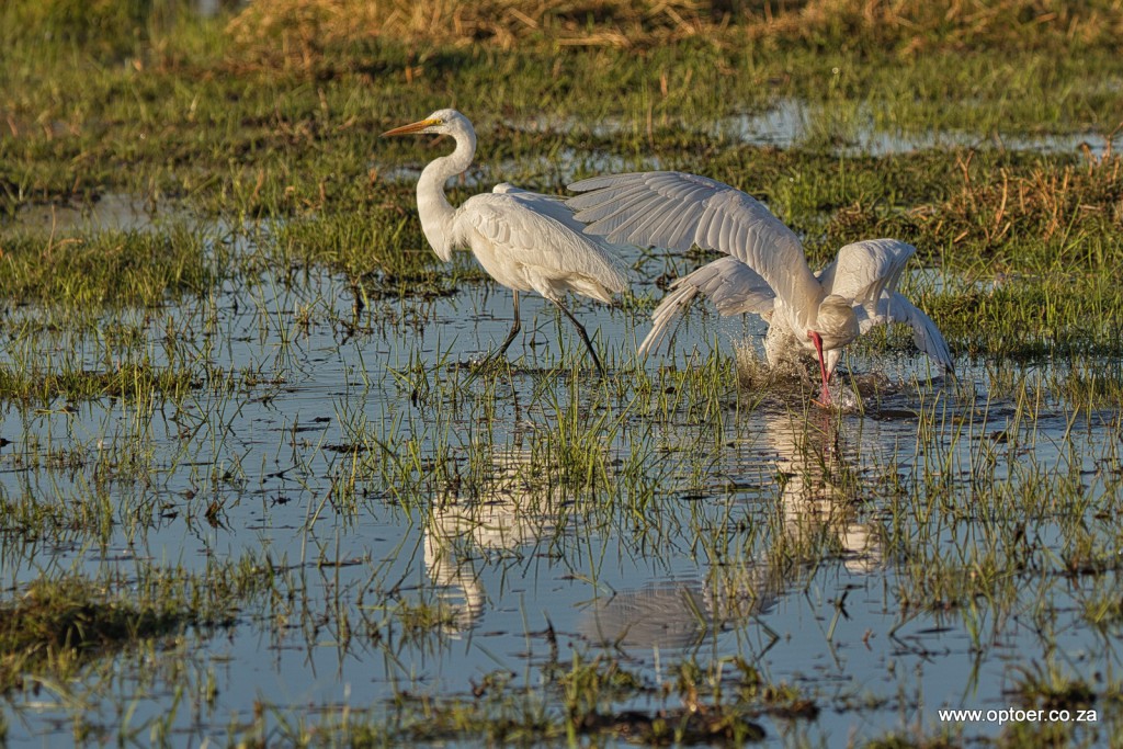 Spoonbills fighting and Yellow-Billed Egret is refereeing