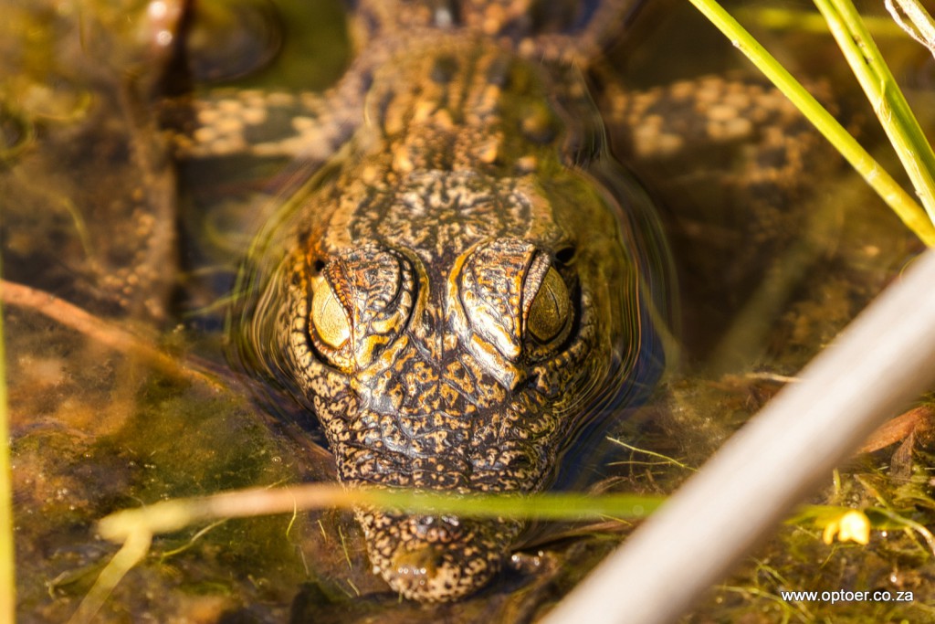 Very small crocodile