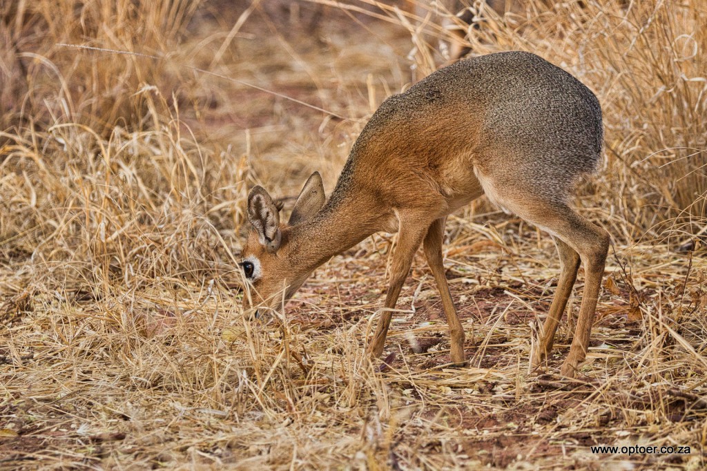 Dik - Dik, very small antelope