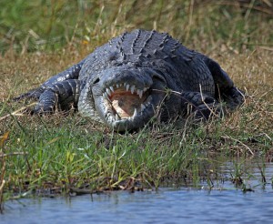 Nile Crocodile in Khwai River