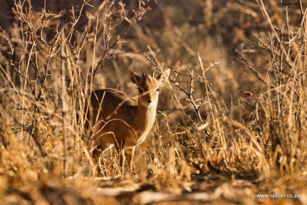 Dik Dik