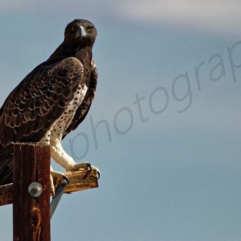 Martial Eagle