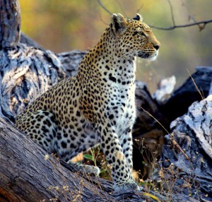 Young Leopard