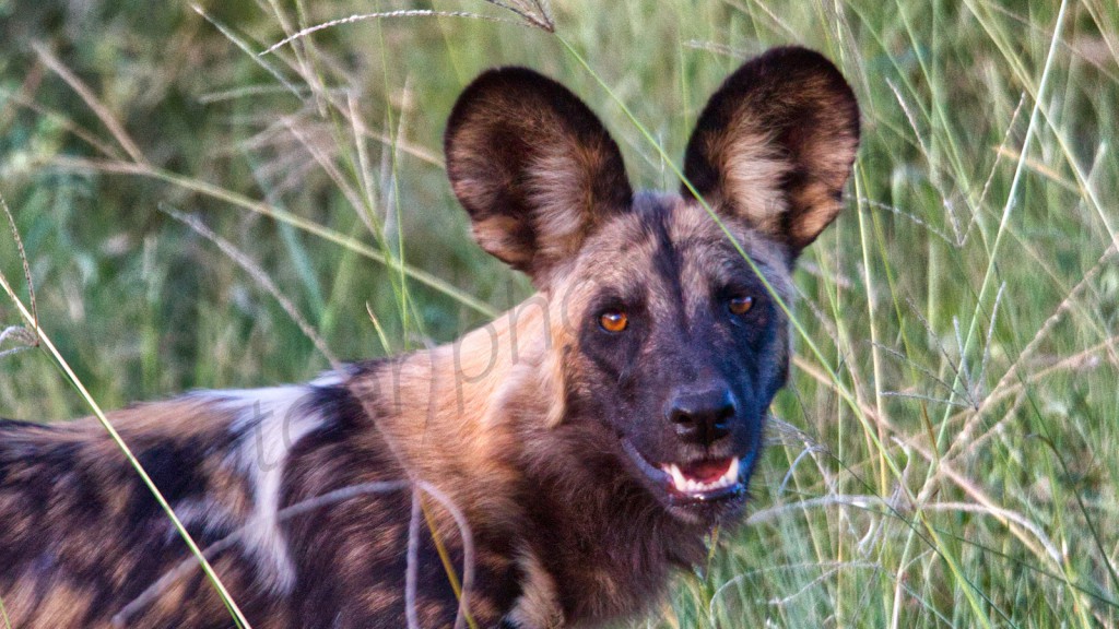 African Wild Dog