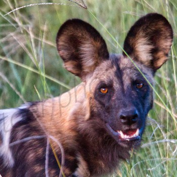 African Wild Dog