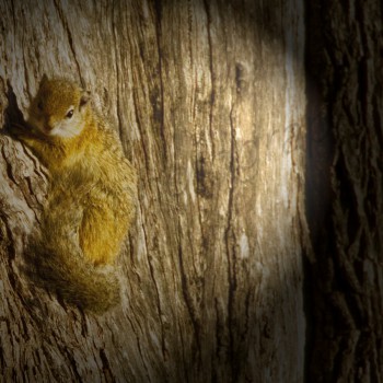 Tree Squirrels warming up in the sun