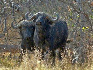 Cape Buffalo