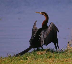 African Darter