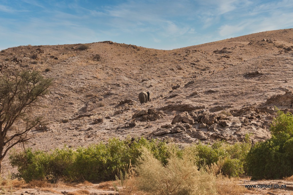Desert Elephant going for a hike
