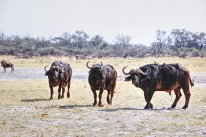 Cape Buffalo