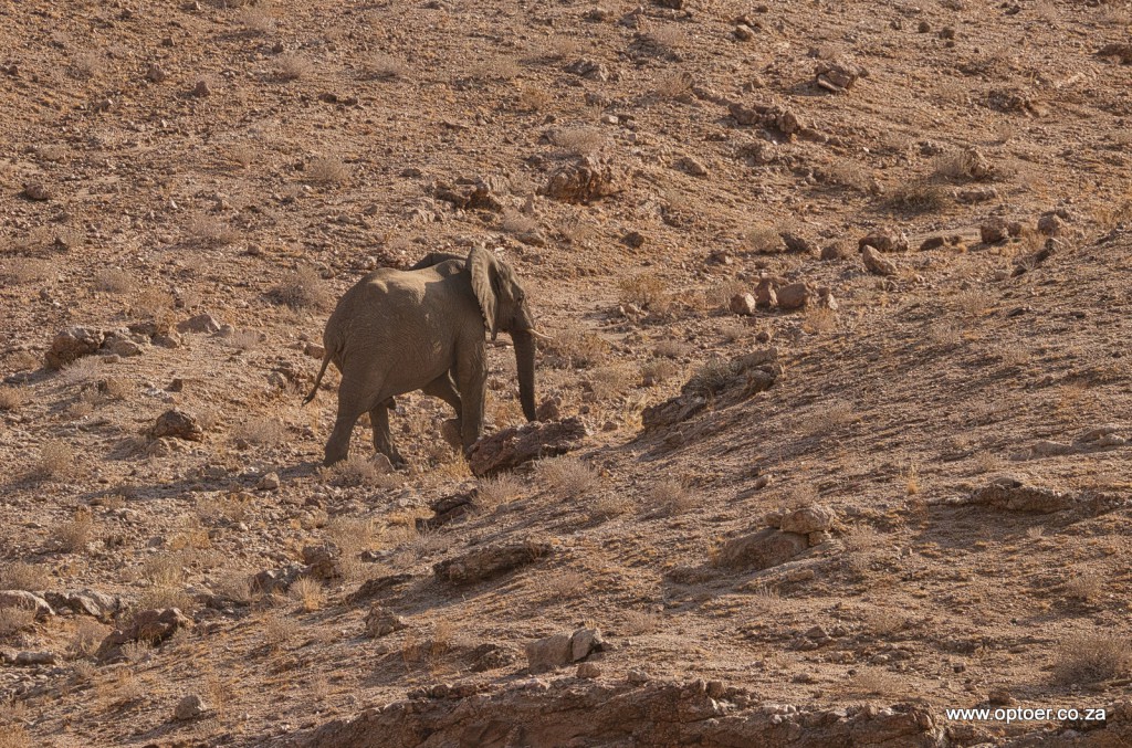 Desert Elephant going for a hike