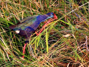 African Purple Swamphen