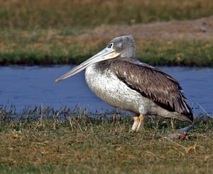 Pink-backed Pelican