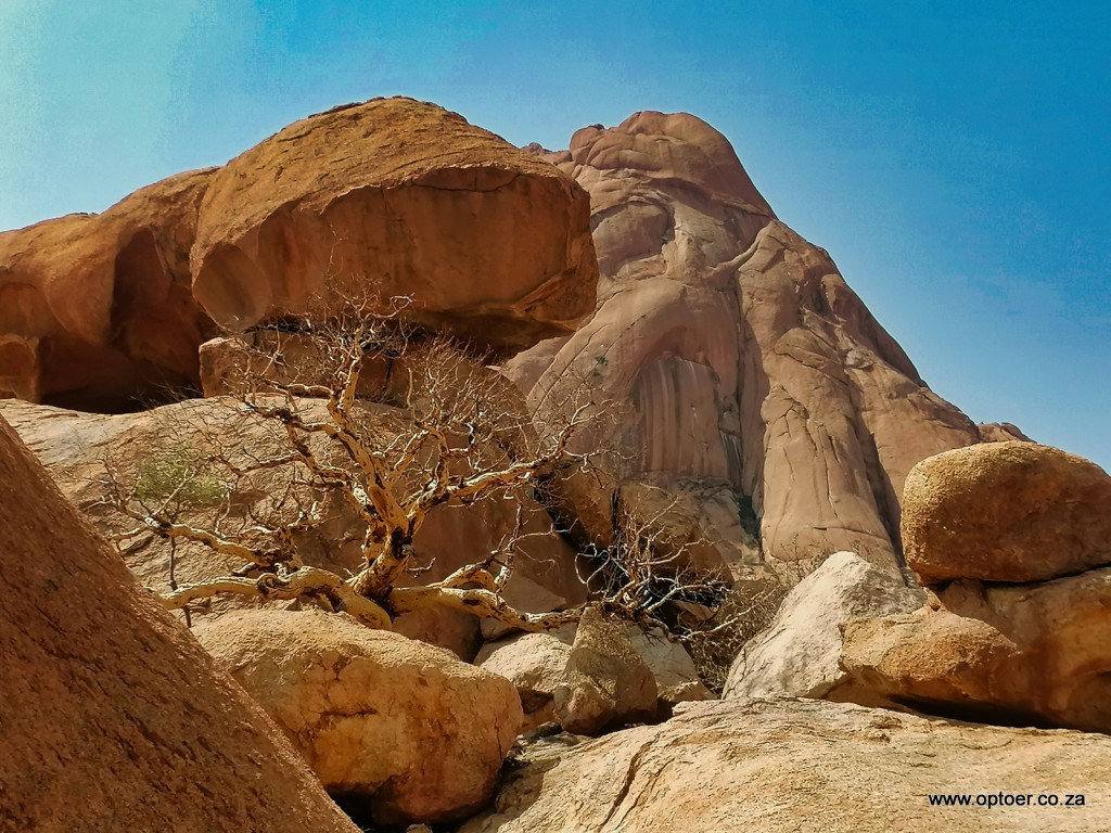 Tree with Spitskoppe in the background
