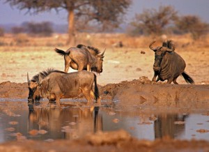 Blue Wildbeest at Nxai Pan Waterhole