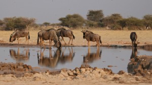 Blue Wildbeest at Nxai Pan Waterhole