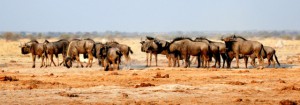 Blue Wildbeest at Nxai Pan Waterhole